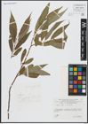 Foto von Salix alba L. x Salix fragilis L.